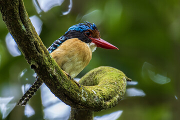 Nature wildlife image of Male Banded kingfisher (Lacedo pulchella) perching on tree branch