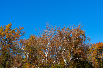 autumn tree with a blue sky