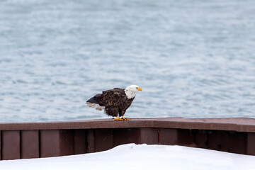 The Bald eagle (Haliaeetus leucocephalus) on the edge of the lake