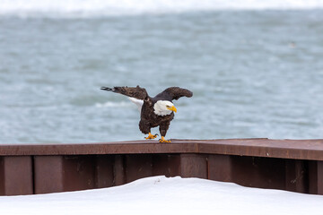 The Bald eagle sitting on the shores of Lake Michigan