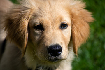 golden retriever puppy portrait 