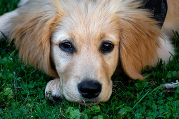 Cute golden retriever puppy on grass 