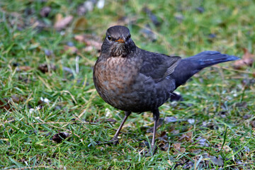 Ein Amsel-Weibchen in der Wiese (Großaufnahme)
