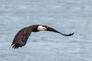 The Bald eagle in flight