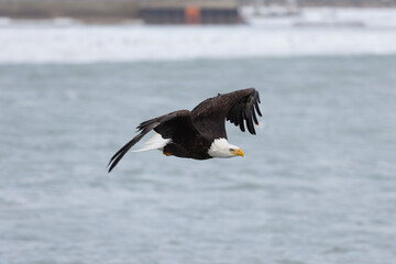 The Bald eagle in flight