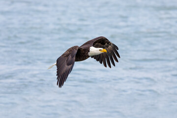The Bald eagle (Haliaeetus leucocephalus) in flight