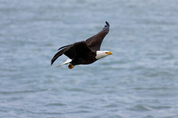 The Bald eagle (Haliaeetus leucocephalus) in flight