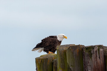 The Bald eagle sitting on the shores of Lake Michigan