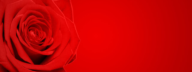 Bandeau avec une rose en gros-plan sur le coté sur un fond dégradé rouge - Concept Saint-Valentin