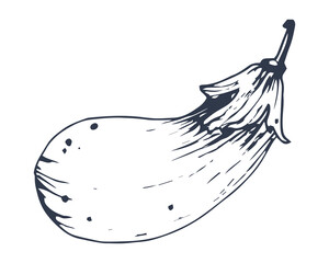 Eggplant isolated on white background. Hand drawing. Flat vector illustration. Eps 10