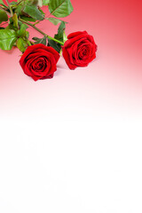 Roses rouges posées sur un fond dégradé blanc et rouge