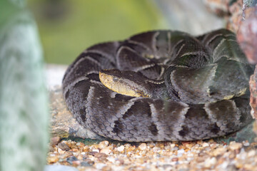 A jararaca snake of the species (Bothrops moojeni), poisonous and typical of South American forests and Brazil. Jararaca Caiçara