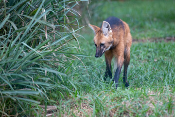 Guará Wolf (Chrysocyon brachyurus), rare wild animal typical of the Brazilian wilderness regions