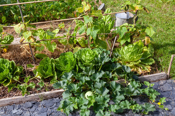 Cultures associées de légumes : choux chinois, melons, concombres, dans un potager familial