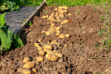 Récolte de pomme de terre au potager familial - rang de pomme de terre séchant au  soleil sur la terre