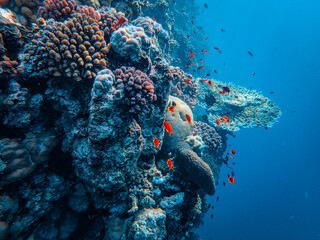 Das Meeresleben rund um das Korallenriff mit tropischen exotischen Fischen