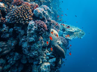 Abwaschbare Fototapete Blauer Himmel Das Meeresleben rund um das Korallenriff mit tropischen exotischen Fischen