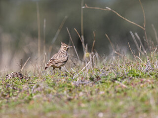 Crested Lark. Bird in its natural environment.