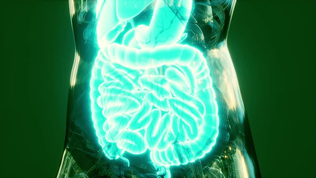 Anatomy of human body with digestive system