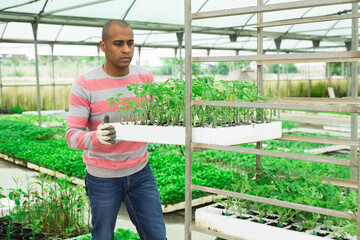 Positive latina male worker stacking crates with seedlings on trolley in plant nursery