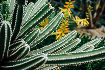 Mistletoe cactus succulent