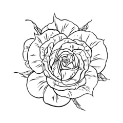 Beautiful rose flower