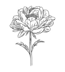 Beautiful peony flower