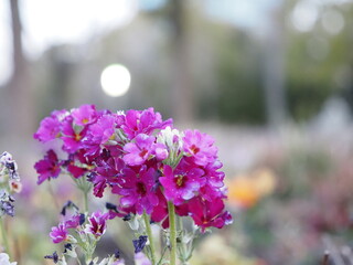 朝日を浴びる花