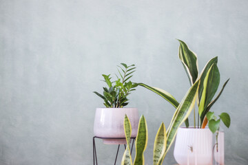 Indoor plants | ZZ Plant cast iron variegated Begonia mother in law tongue snake plant devil ivy