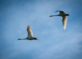 Trumpeter Swans in Flight Above the Skagit Valley, Washington. The Skagit Valley supports the largest concentration of wintering Trumpeter Swans in North America.