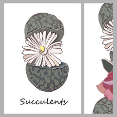 Succulent. Vector illustration.
