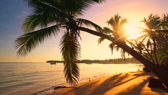 Sunrise or sunset view of Palm tree and beautiful tropical beach seamless loop footage.