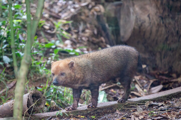 Wild vinegar dog in selective focus (Speothos venaticus). Tropical dog