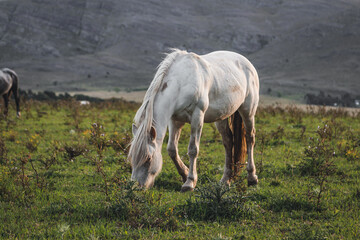 Plakat horse and foal