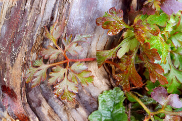 Robert Geranium Leaf 01