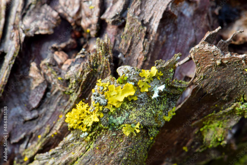 Canvas Prints yellow lichen abstract 02