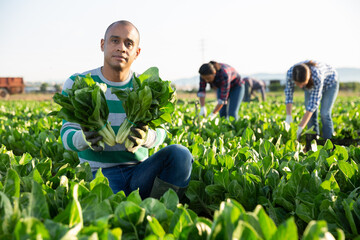 Young adult latino male farmer harvesting green leafy vegetables on field, showing freshly picked...