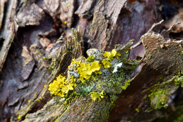 Yellow Lichen Abstract 02