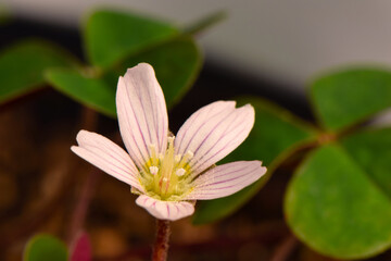 Fototapeta premium Redwood Sorrel Clover 01