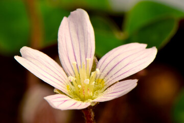 Redwood Sorrel Clover 05