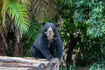 A Spectacled bear native to South America in close-up and selective focus. (Tremarctos ornatus) in fine details