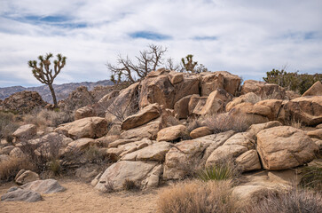 Joshua Tree National Park, CA, USA - January 31, 2022: Bushes and Joshua trees peep over heap of...