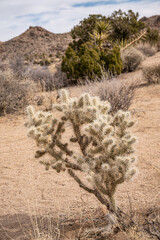 Joshua Tree National Park, CA, USA - January 31, 2022: Closeup of Cholla cactus on dry sandy desert floor. Faded background of bushes and hills under blue cloudscape.