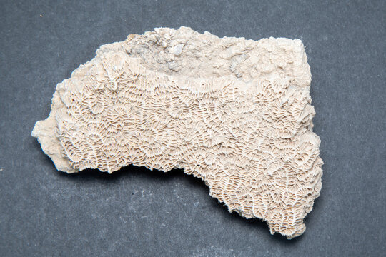 rock formation Coral limestone . High quality photo
