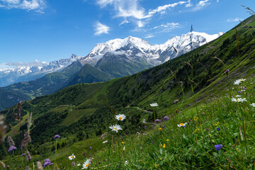 Fototapeta na wymiar Flore alpine