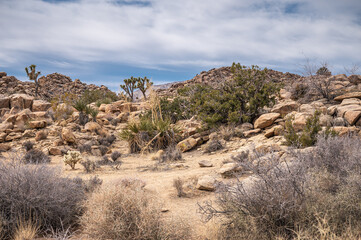 Fototapeta na wymiar Joshua Tree National Park, CA, USA - January 31, 2022: Sandy Desert floor with dry bushes in front of dispersed beige rocks and hills like heaps of rocks. A few of the namesake cacti.