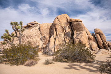 Joshua Tree National Park, CA, USA - January 31, 2022: Greenish bushes and tree on dry sandy desert floor in front of cracked-up, split and rounded beige boulder under blue cloudscape.