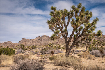 Fototapeta premium Joshua Tree National Park, CA, USA - January 31, 2022: Tall and broad Joshua tree on dry sandy desert floor with bushes under blue cloudscape and stone-mountain range on horizon.