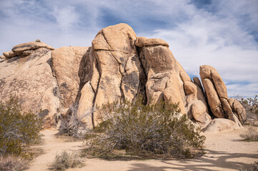 Joshua Tree National Park, CA, USA - January 31, 2022: Greenish bushes on dry sandy desert floor in front of cracked-up, split and rounded beige boulder under blue cloudscape.