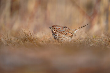 Winter Sparrow all puffed up on dry grass